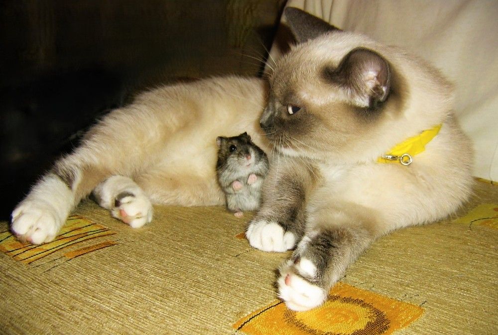 Ты точно меня не съешь?