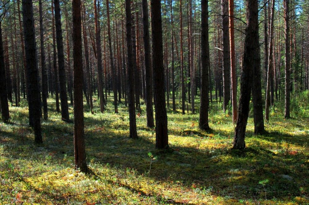 Photograph by Ольга Березовская