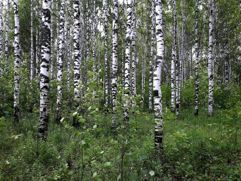 Photograph by Ольга Березовская