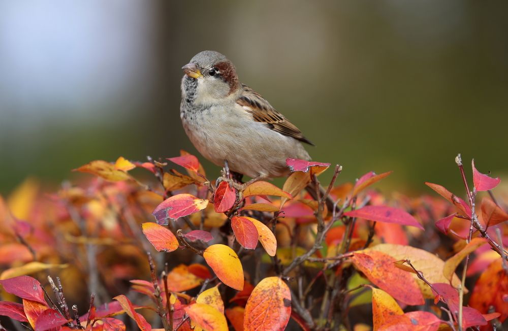 Photograph by Унку Юрий
