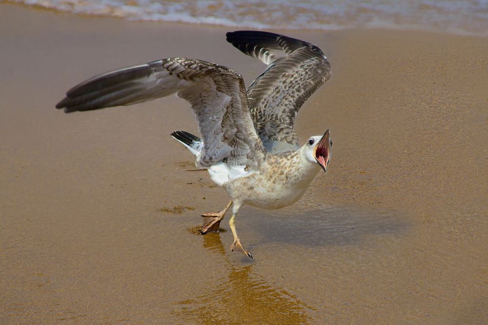 Photograph by Клясюк Галина