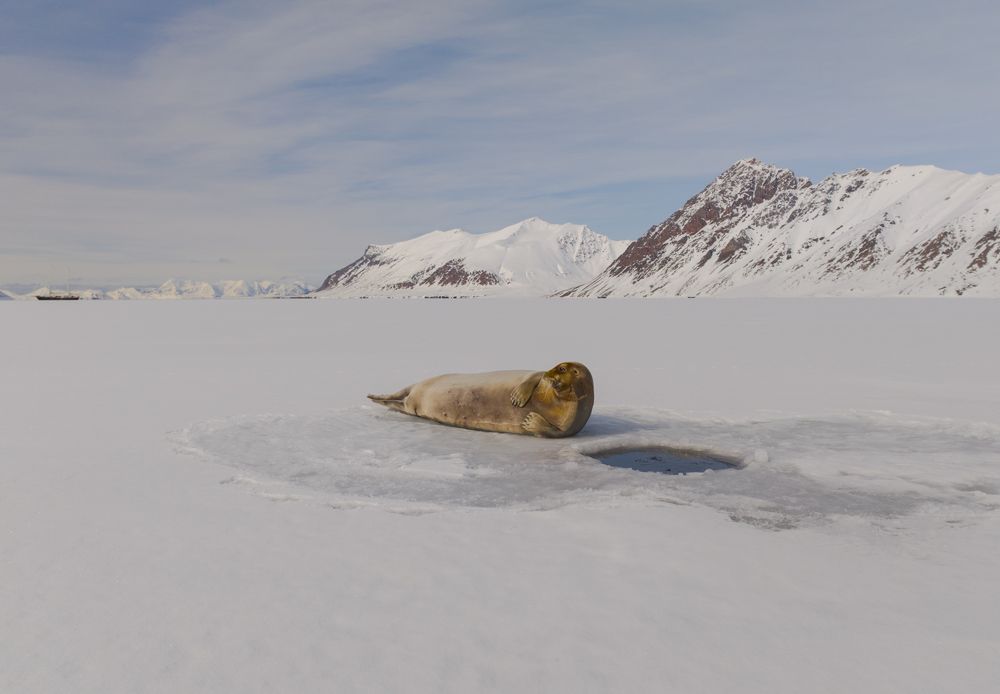 Heartbeats of the Arctic - A Bird’s Eye View