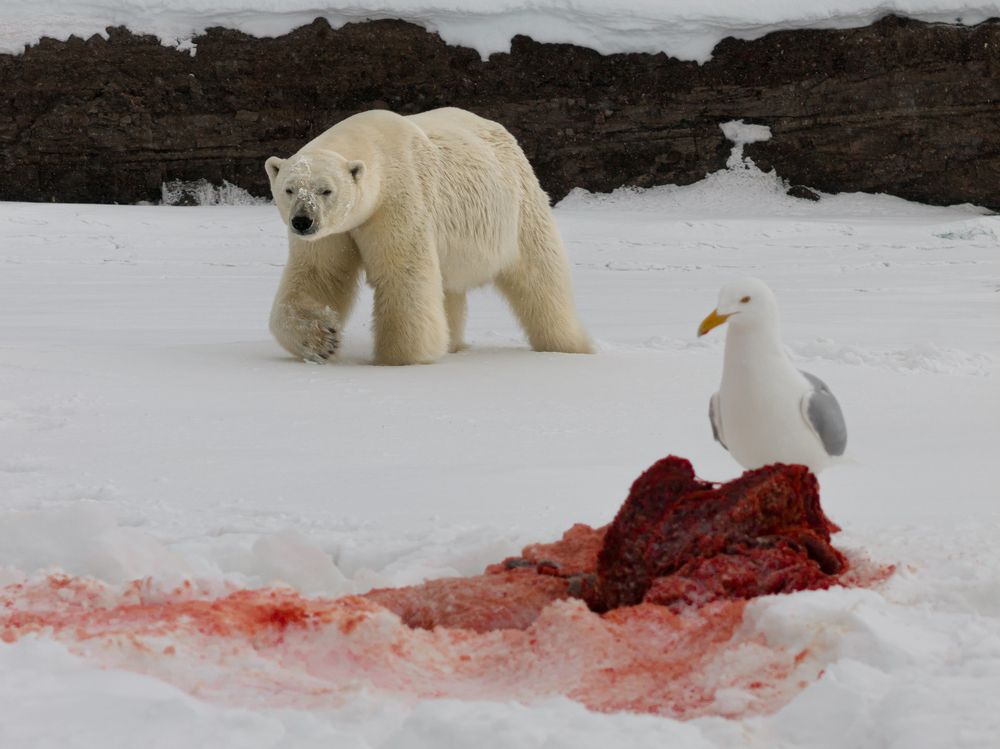 Heartbeats of the Arctic Bear - A Bird’s Eye View