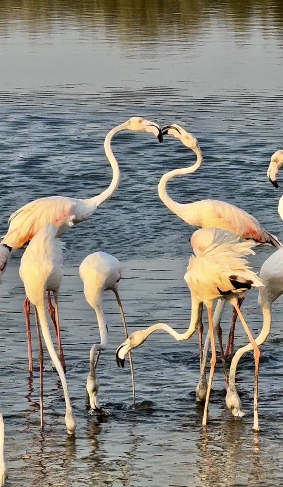 Lovely flamingoes