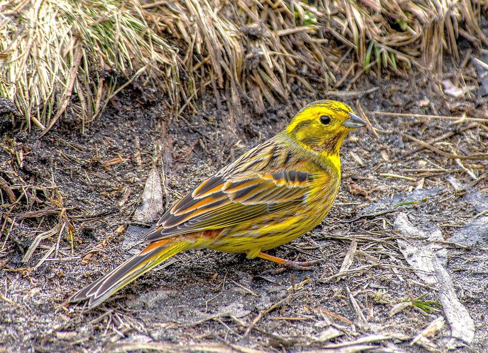 Обыкновенная овсянка.