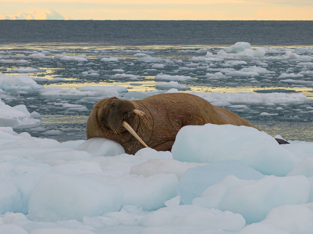 Heartbeats of the Arctic walrus - A Bird’s Eye View