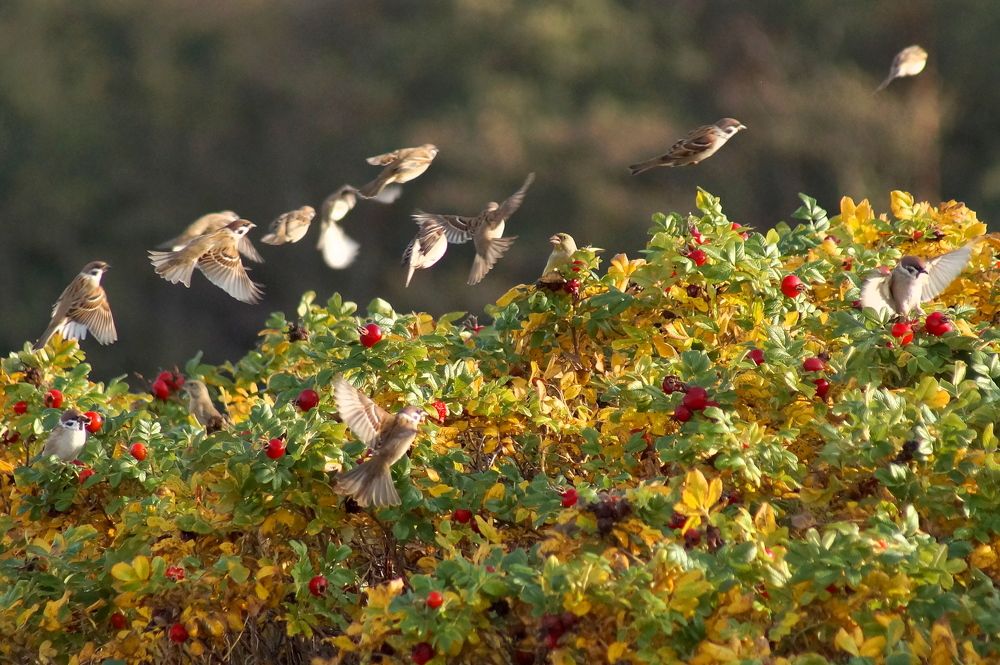 Переполох в кустах шиповника