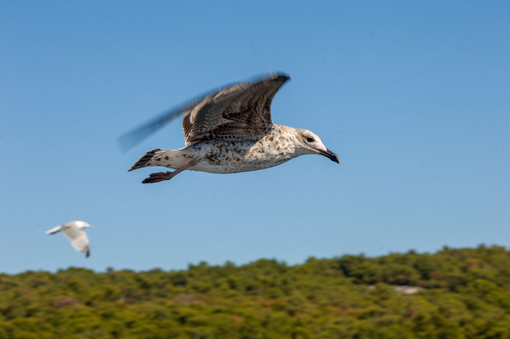 Фотография автора Chorche Prigo