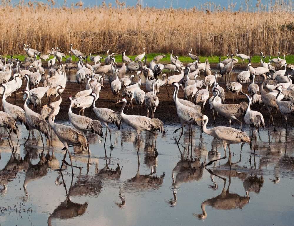 Фотография автора Pavel Bernshtam