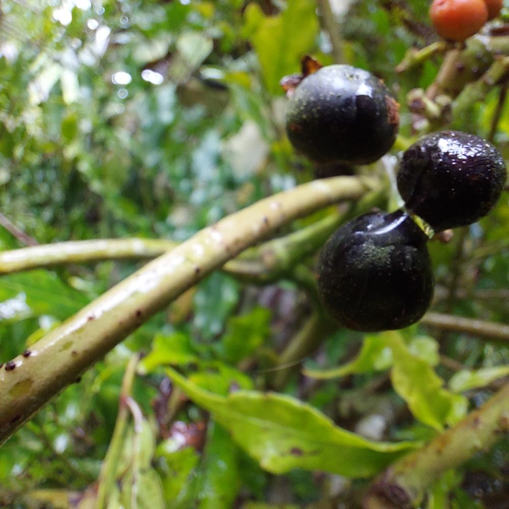 Photograph by CRINALDO REIS