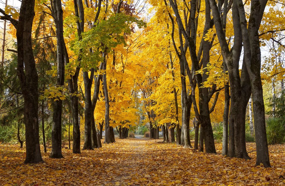 Золотая осень