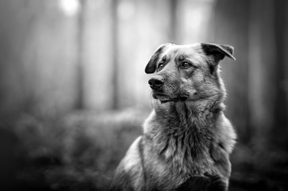 Photograph by Aleksandr Solovev