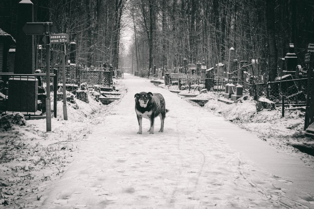 Photograph by Dimitri Bakhtadze