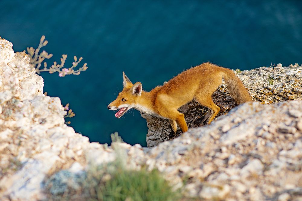 Фотография автора Светлана Евтушенко