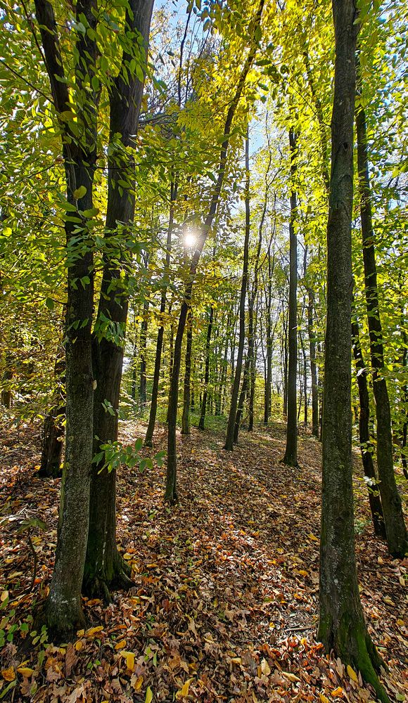 Photograph by Grădinaru Catalin