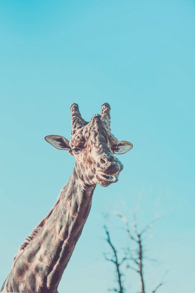 Фотография автора Берлиоз Бегемот