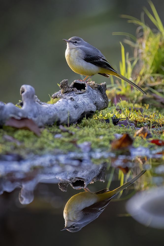 Visiting the Pond