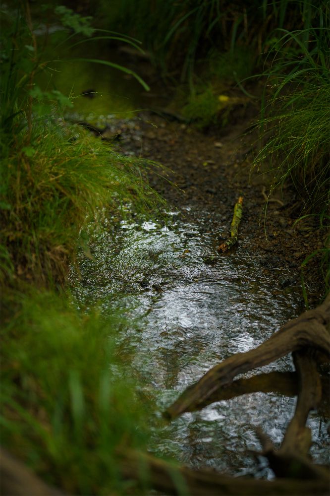 Photograph by Veslava