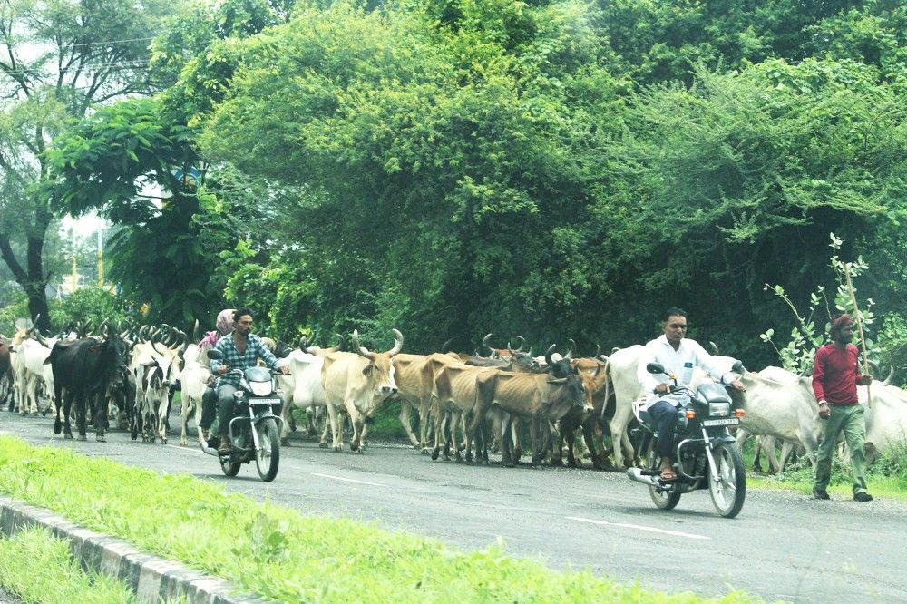 Photograph by Rajesh Sheth