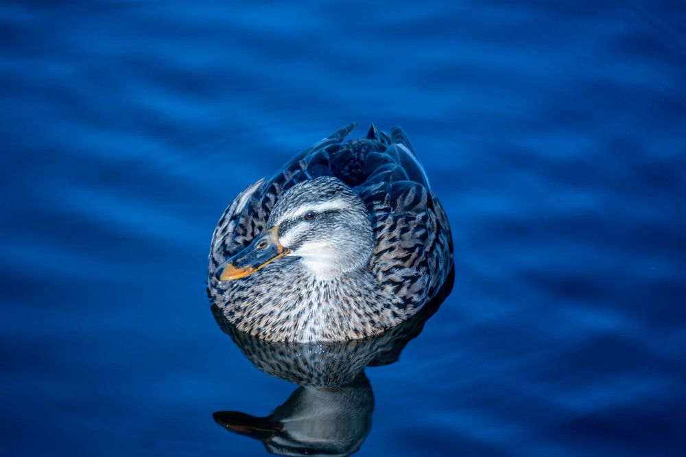 Photograph by Ana Morais