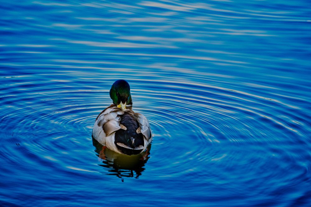 Photograph by Ana Morais