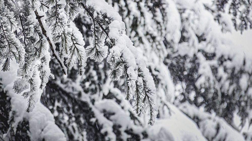 Фотография автора Rahul Chakraborty