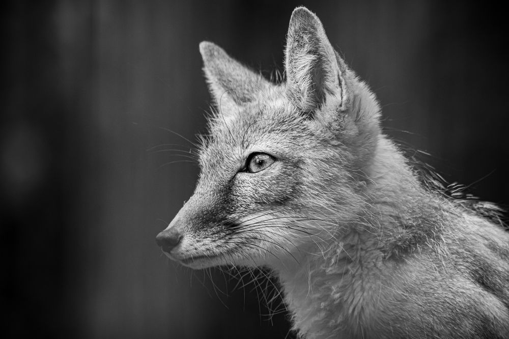 Photograph by Елена Берсенёва