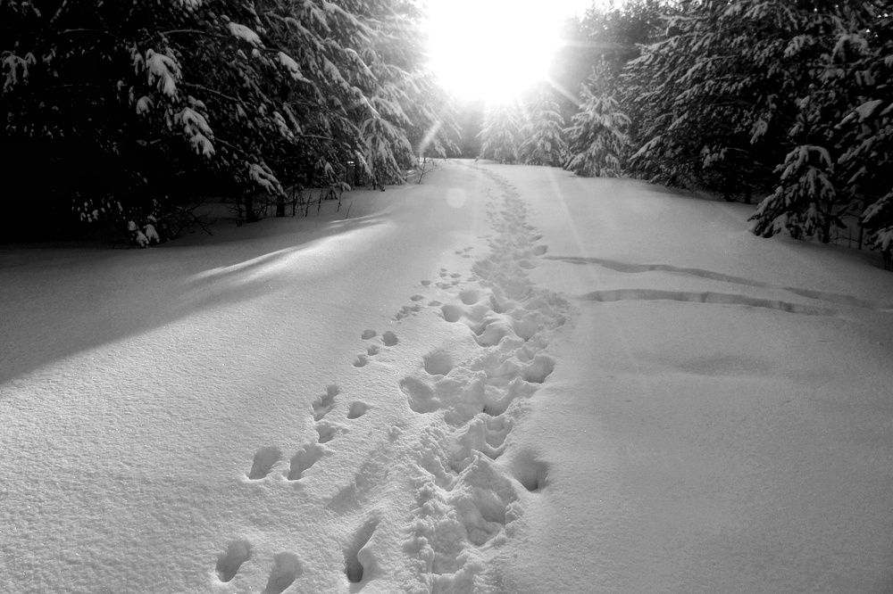 Фотография автора Екатерина Солохина