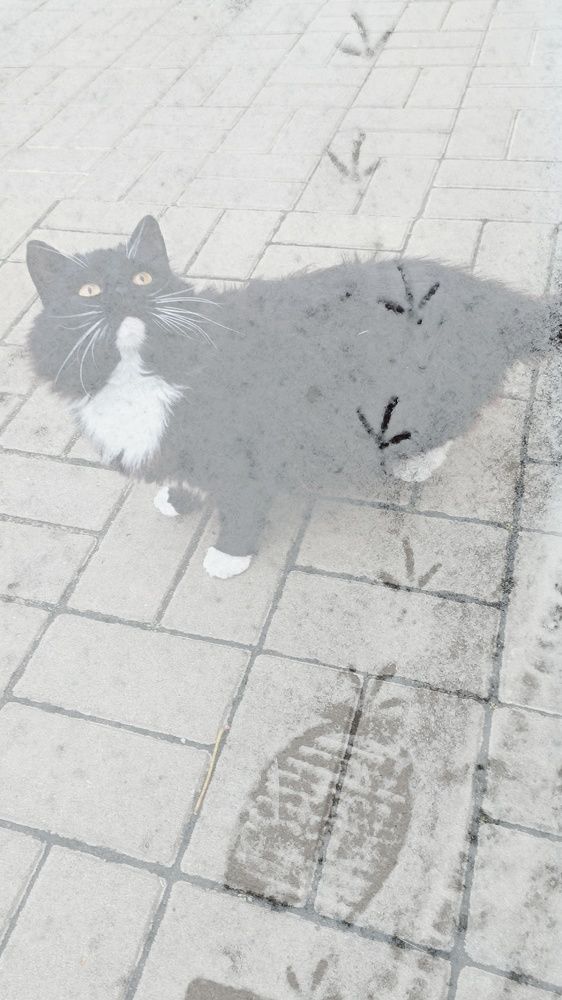 Фотография автора Светлана Анатольевна Чернышова