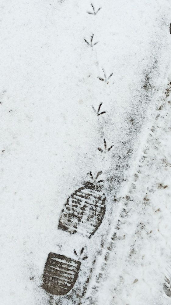 Фотография автора Светлана Анатольевна Чернышова