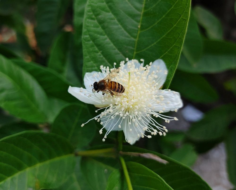 Photograph by Amin Ullah Nayem