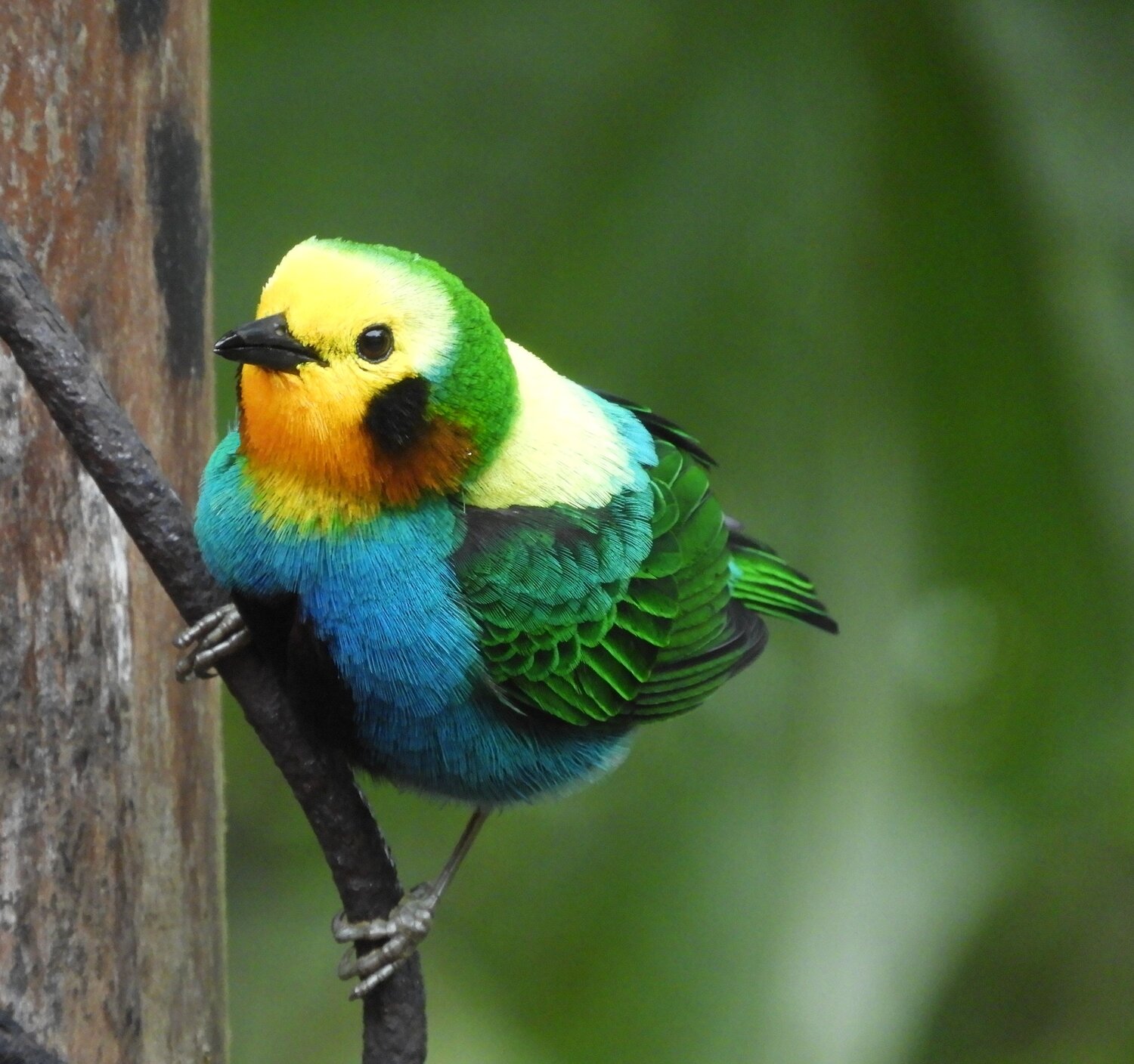 Photo #11255411