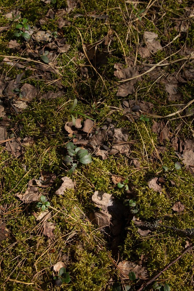 Photograph by Дарья Улюсова