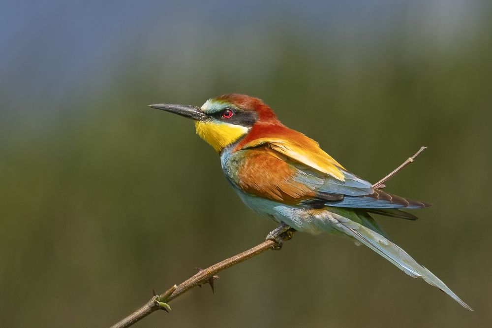 Photograph by АЛЕКСАНДР ПОПИК