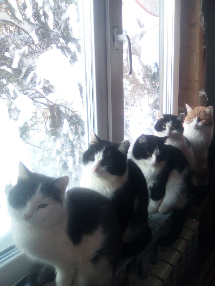 Photograph by Светлана Петрова