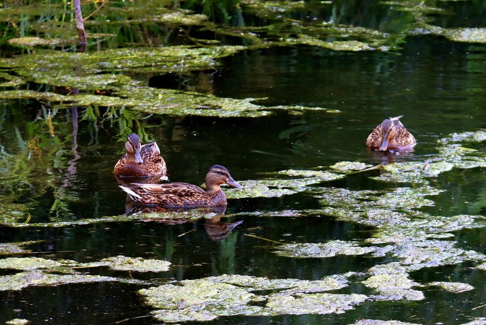 Photograph by Ирина Осипова