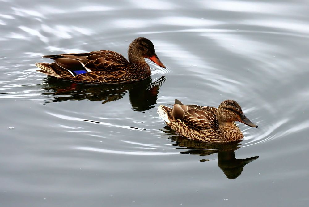 Photograph by Ирина Осипова