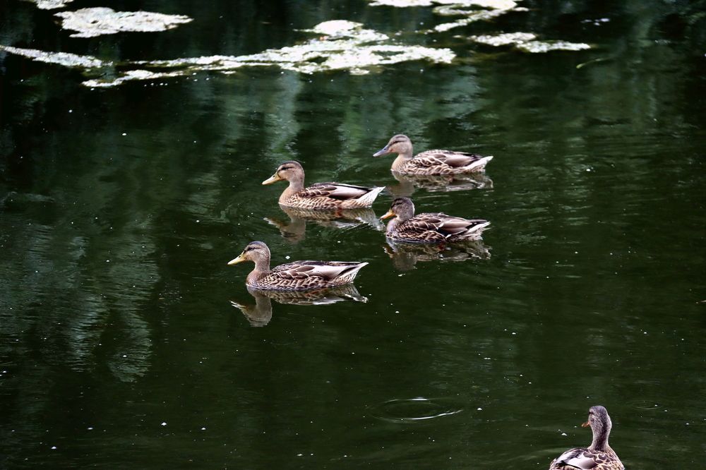 Photograph by Ирина Осипова