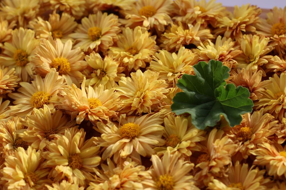 Photograph by АЛЛА ТАРАСЕНКО