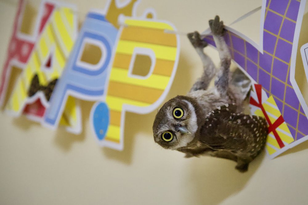 Фотография автора BIPLAB MISRA