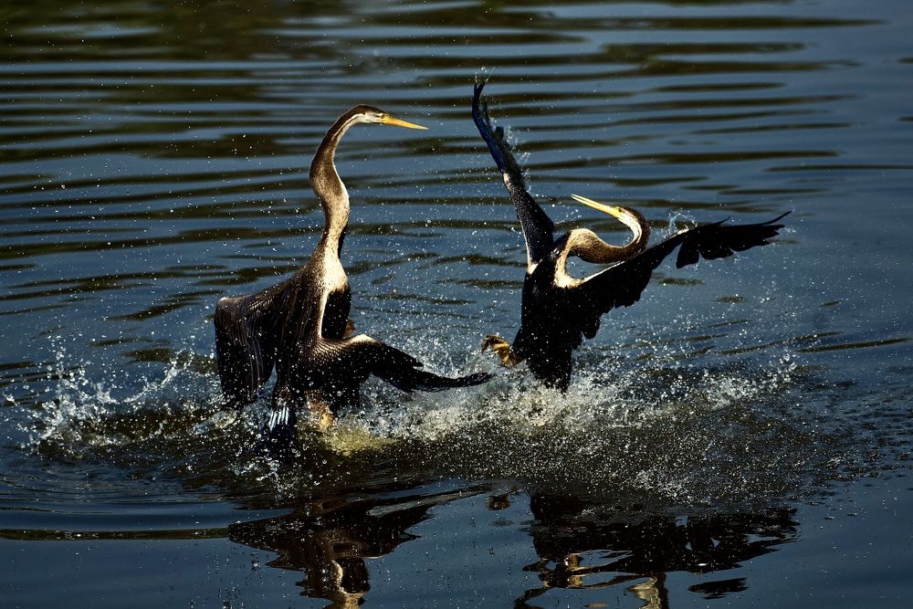 Фотография автора BIPLAB MISRA