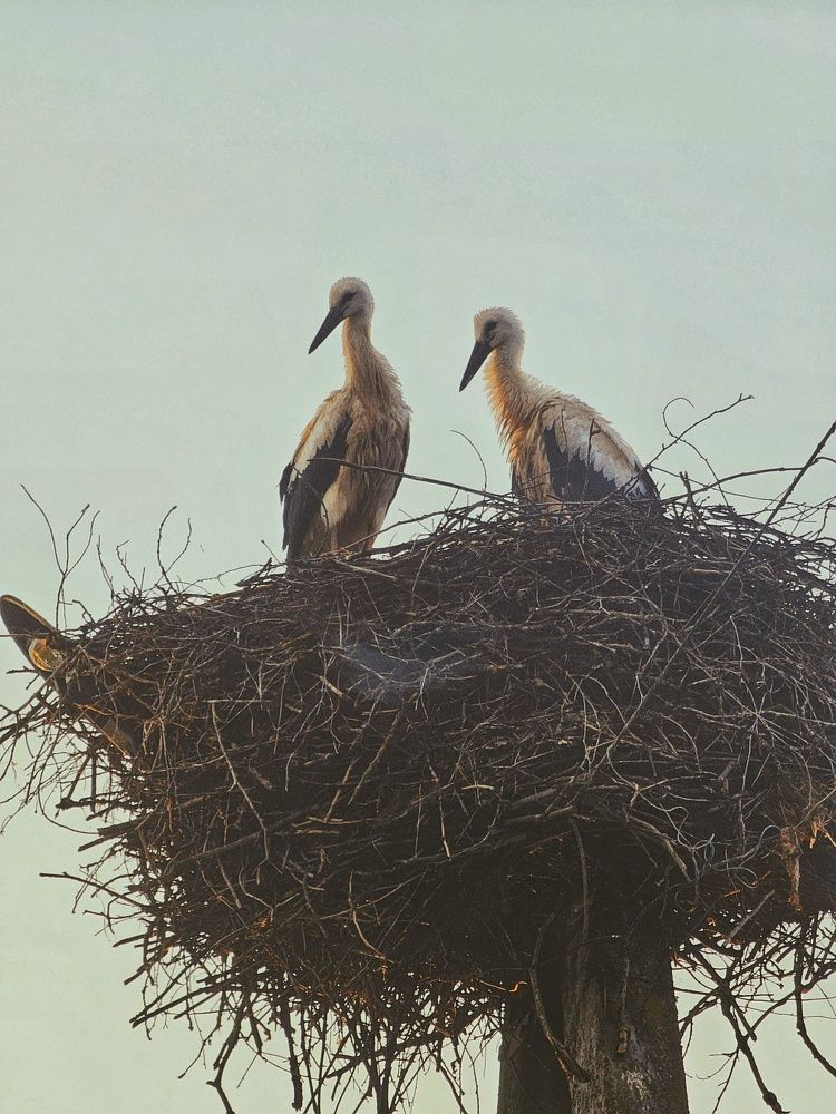 Photograph by Елена Ямнюк