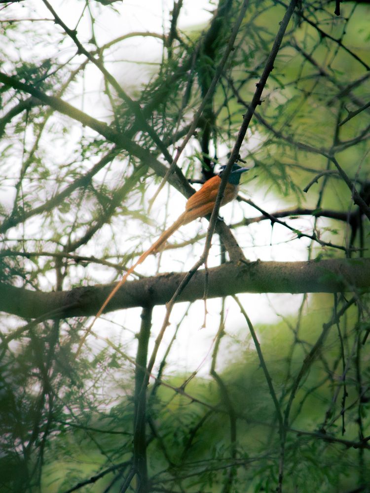 Paradise Flycatcher