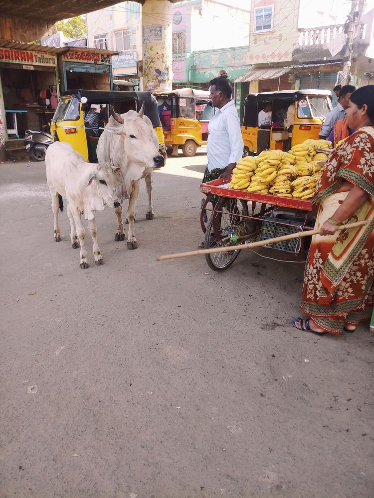 Photograph by B.Ramasubbaiah