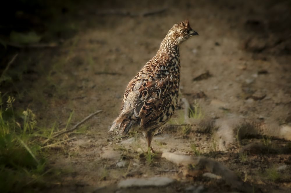 Фотография автора Лаврентьев Александр