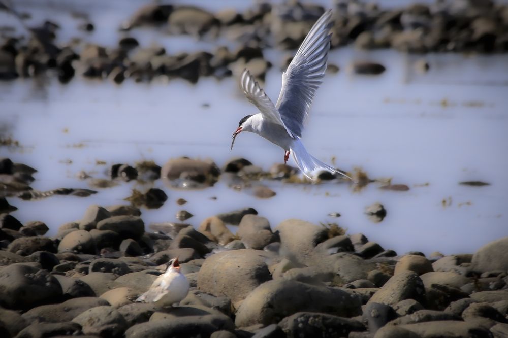 Фотография автора Лаврентьев Александр