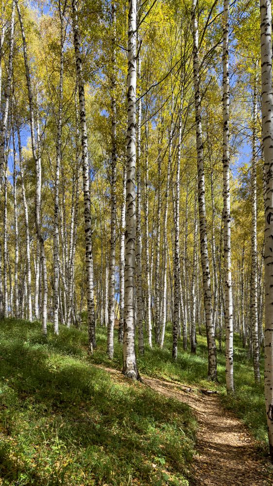 Берёзовая тропа