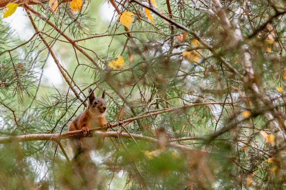 Photograph by Фомочкин Алексей