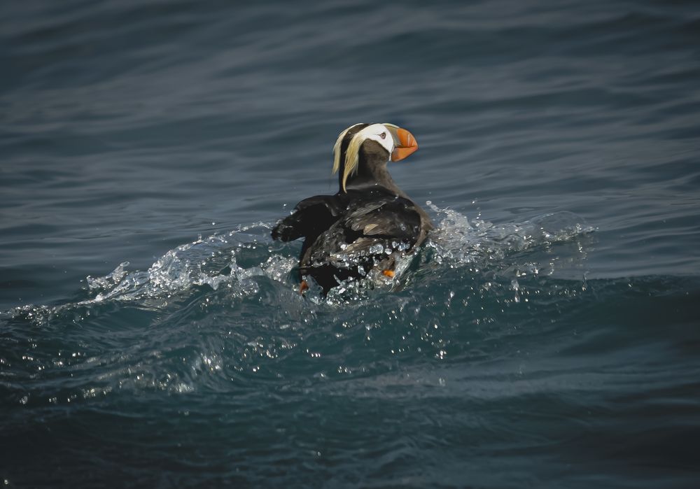Фотография автора Лаврентьев Александр