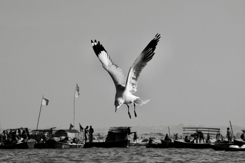 Фотография автора BIPLAB MISRA